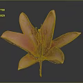 Vibrant Pink Lily Flower Blooming with Open Petals on Dark Background