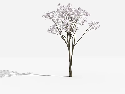 Tall Arbor Featuring Purple Flowers Slender Trunk And Shadow On White Background 3d model