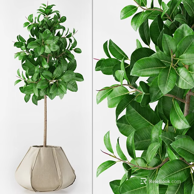 Bonsai Plant With Lush Green Leaves In Decorative Pot For Indoor Decor 3d model 