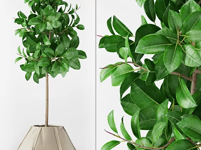 Bonsai Plant With Lush Green Leaves In Decorative Pot For Indoor Decor 3d model
