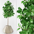 Bonsai Plant With Lush Green Leaves In Decorative Pot For Indoor Decor