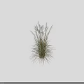 Tall Ornamental Grass With Feathery White Plumes Green Foliage And Height Scale