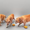 Golden Retriever Realistic Golden Retriever Golden Retriever 3d model