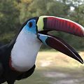 Colorful Toucan With Red Yellow Beak Blue Eyes Black White Feathers In Natural Outdoor