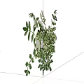 Lush Green and White Variegated Foliage Plant with Vibrant Leaves for Indoor Decor
