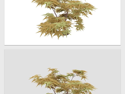 Elegant Ornamental Plant With Yellow Green Leaves And Graceful Branches For Garden Decoration 3d model