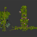 Different Types Of Indoor Plants With Green Leaves Pink Flowers And Hanging Vines