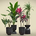 Beautiful Potted Plants With Green And Red Leaves In Black Pots For Home Decor