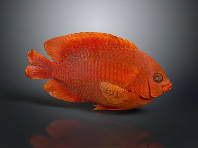 Vibrant Red Fish With Scales And Fins On Dark Background With Reflection 3d model