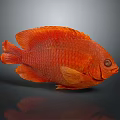 Vibrant Red Fish With Scales And Fins On Dark Background With Reflection