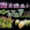 Diverse Ornamental Grasses With Purple Green White And Yellow Hues For Gardens