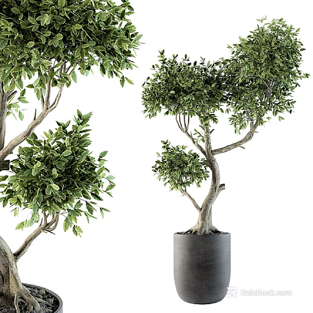 Artistic Bonsai Plant With Lush Green Leaves And Curved Branches In Modern Gray Pot 3d model 