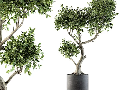 Artistic Bonsai Plant With Lush Green Leaves And Curved Branches In Modern Gray Pot 3d model