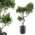 Artistic Bonsai Plant With Lush Green Leaves And Curved Branches In Modern Gray Pot