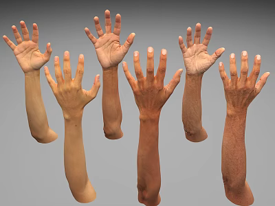 Realistic 3D Models of Human Arms and Hands in Various Poses and Skin Tones 3d model