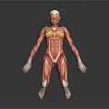 Human Organ Muscle Anatomy 3D Model Showing Detailed Muscular Structure In Lying Position