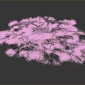 Lush Green Tree With Many Spreading Branches And Dense Foliage