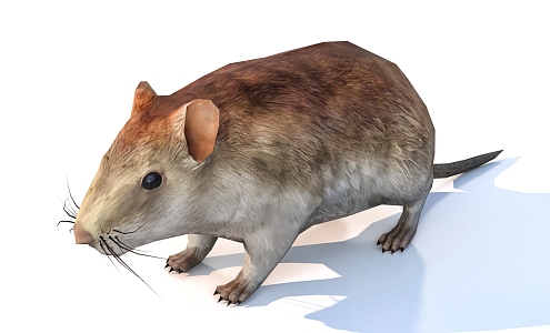 mouse animal 3d model