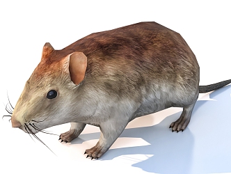 mouse animal 3d model