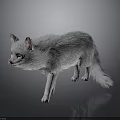 Gray Long Haired Cat With White Paws And Pink Nose Standing On Black Reflective Background
