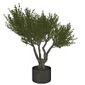 Lush Green Bonsai Plant With Multiple Twisted Trunks In Gray Cylindrical Pot For Indoor Decor
