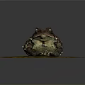 Toad Sitting On Circular Textured Platform With Brown And Green Patches