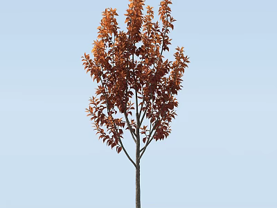 Tall Arbor With Vibrant Orange Red Leaves Standing Against Clear Blue Sky 3d model