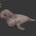 Realistic Gray Walrus Model With Open Mouth And Textured Skin On Smooth Reflective Surface