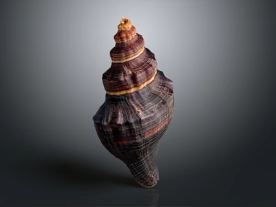 Spiral Conch Shell With Organ Like Structure And Hair Textured Surface 3d model