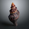Spiral Conch Shell With Organ Like Structure And Hair Textured Surface