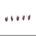 Five Dark Purple Bushes Arranged In A Row On White Background With Shadows