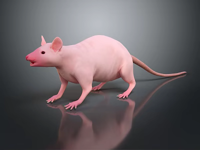 Hairless Pink Reptile Standing On Shiny Black Surface With Gray Background 3d model