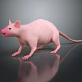 Hairless Pink Reptile Standing On Shiny Black Surface With Gray Background