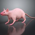 Modern mouse mouse wizard hairless mouse mouse warlock 3d model