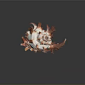 Striking Aquatic Animal Conch with Orange and White Spiky Shell Structure