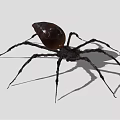 Black Shiny Spider With Long Legs Casting Shadow On Light Background 3d model