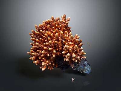 Orange Brown Coral Resembling Branching Plant With Textured Branches And Dark Base Against Gray Background 3d model