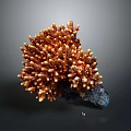 Orange Brown Coral Resembling Branching Plant With Textured Branches And Dark Base Against Gray Background