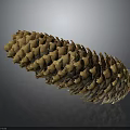 Pine Cone Containing Edible Pine Nuts Natural Healthy Organic Food Source