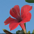 Vibrant Red Tropical Flower Bloom With Blue Sky And Green Leaves