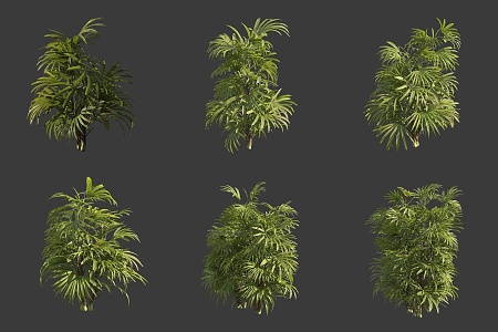 Brown bamboo shrub 3d model