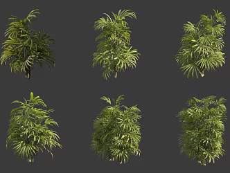 Brown bamboo shrub 3d model