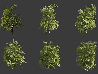 Brown bamboo shrub 3d model