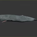 Detailed 3D Light Blue Whale Model With Open Mouth On Gray Background