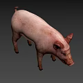 Realistic Standing Pink Pig With Ears Snout And Dark Background Shadow