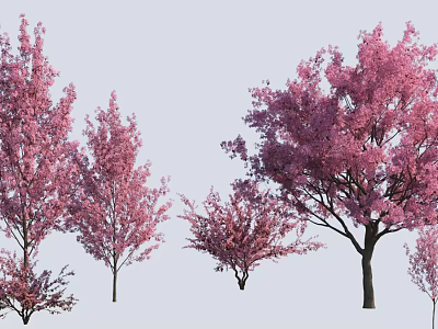 Ornamental Flowering Trees With Pink Blossoms In Various Sizes For Landscaping 3d model