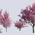 Ornamental Flowering Trees With Pink Blossoms In Various Sizes For Landscaping