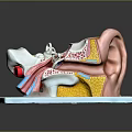 Detailed Human Ear Anatomical Model Showing Internal Structures And Colored Educational Components