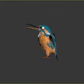 Vibrant Kingfisher with Orange and Blue Feathers Spread Wings Standing on Black Surface Grey Background