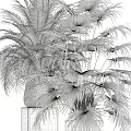 Different Green Potted Plants with Large Leaf Palm Small Shrubs in Woven White Gray Pots